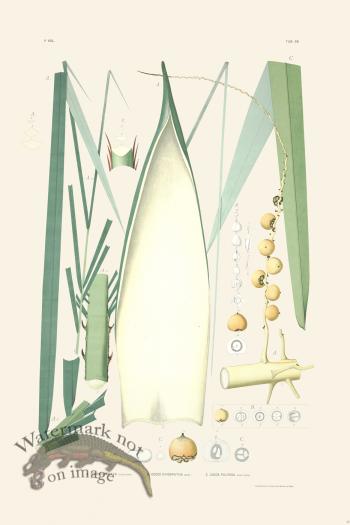 Rodrigues Palm Front 043